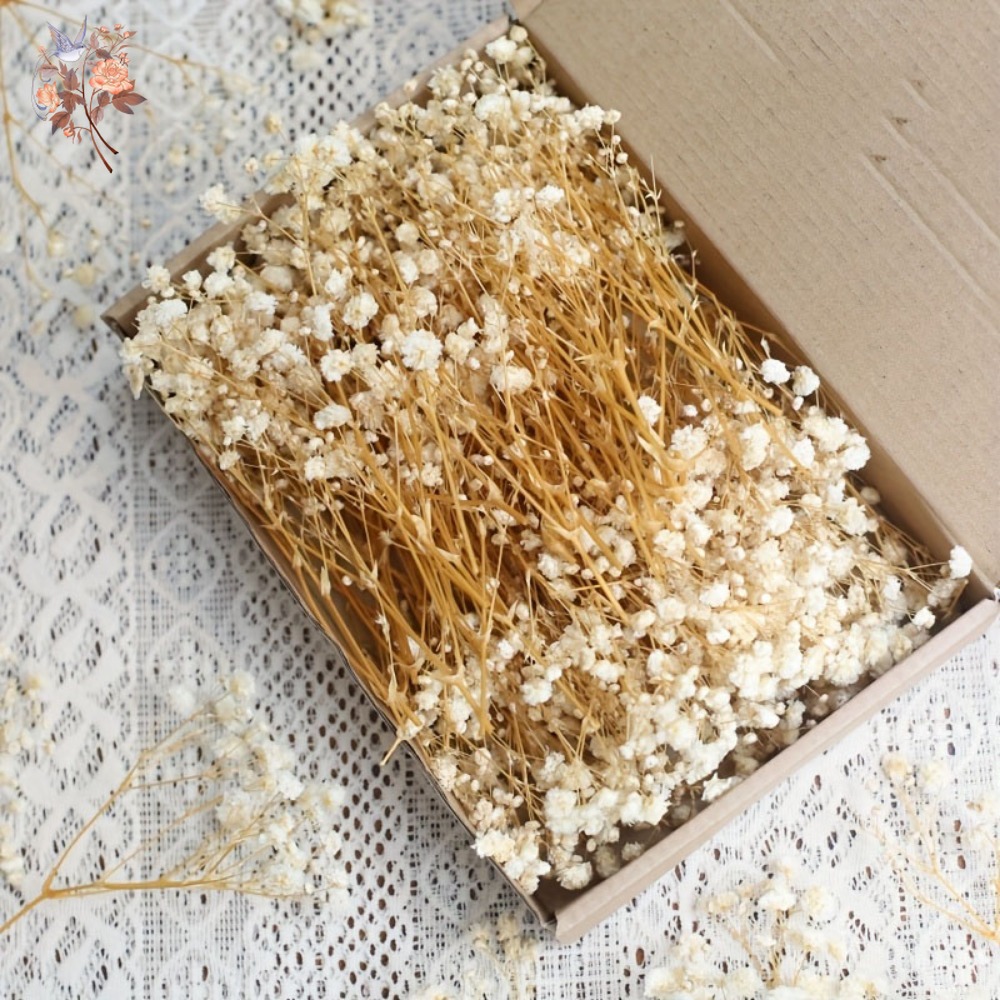 100pcs Bunga Baby's Breath Ker - Embellish Craft ulasan dan harga